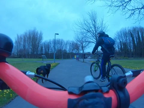 Cycle with Rottweiler through trees Stock Footage 232960208