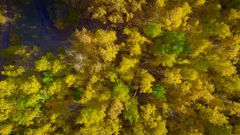 Cycle of yellow trees Video stock 97857295