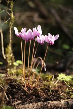 Cyclemen flowers in the forest close up Stock Photos