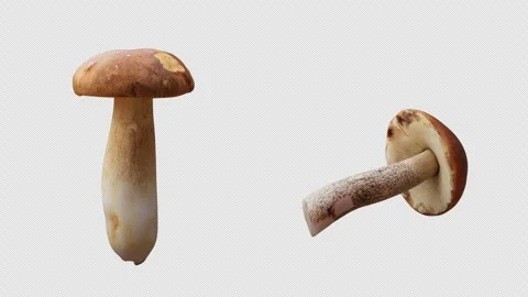 Cyclic rotation of two types of mushrooms around their axis. Alpha Channel. Stock Footage 308741000
