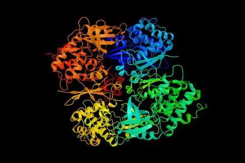 Cyclin-dependent kinase 1, a highly conserved protein that functions as a s.. Stock Illustration