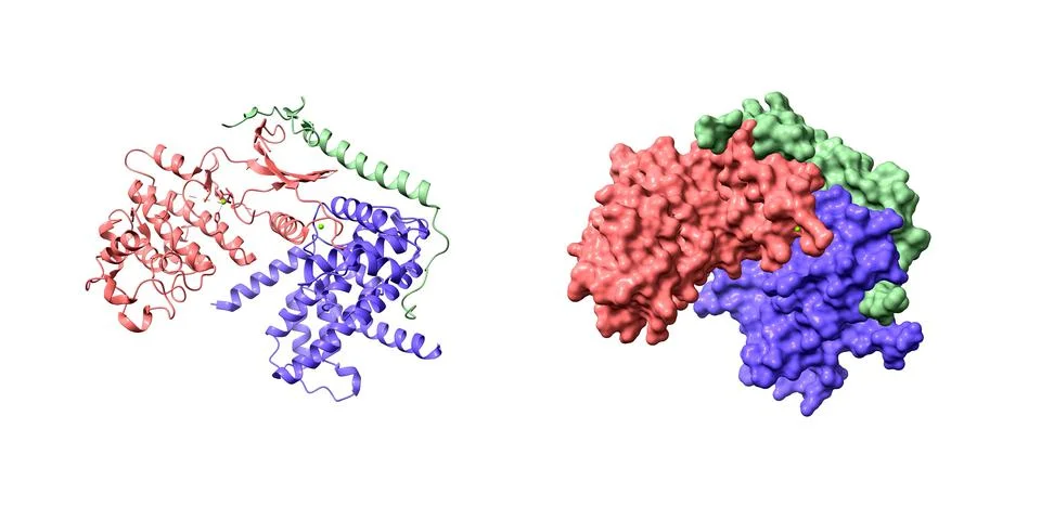 Cyclin-dependent kinase 4 in complex with cyclin D1 and P27 inhibitor Stock Illustration