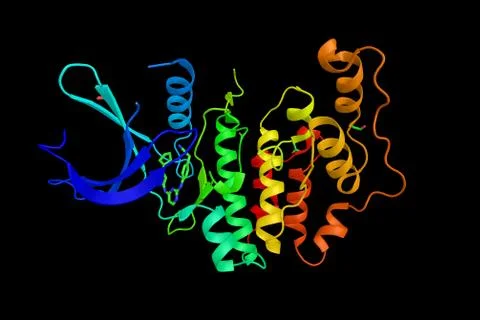 Cyclin-dependent kinase-like 5, essential for normal brain development with.. Stock Illustration