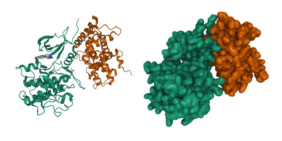 Cyclin-dependent kinase CDK9 in complex with cyclin T and an inhibitor Stock Illustration