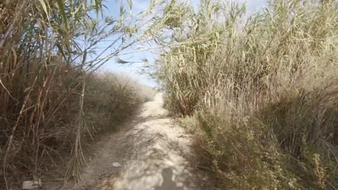 Cycling along the paths through withered reeds, first-person view Stock Footage 168127025