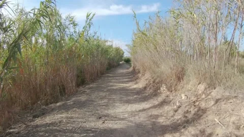 Cycling along the paths through withered reeds, first-person view Stock Footage 172378603