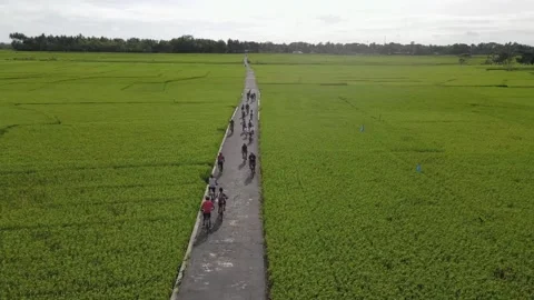 Cycling casually in the rice fields Stock Footage 145960267