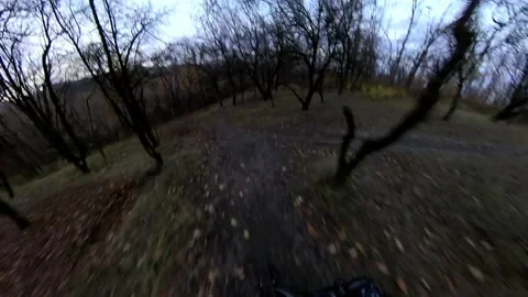Cycling first person view between trees at dusk in autumn Stock Footage 147128548