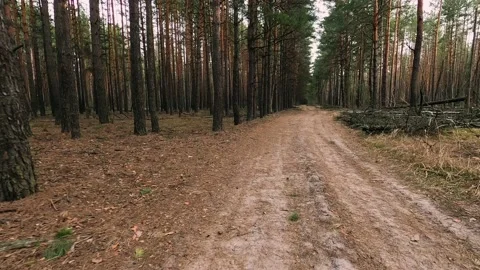 Cycling on the forest road Stock Footage 156817373