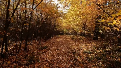 Cycling on a forest road. Stock Footage 196120885