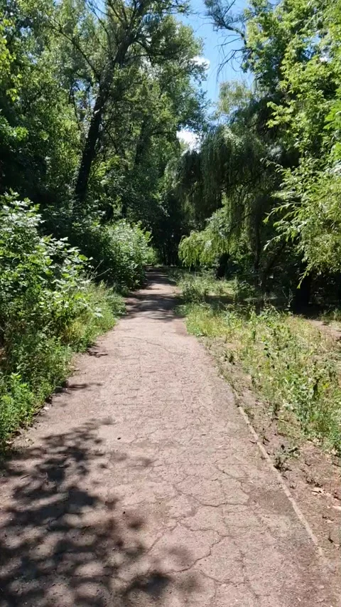 Cycling in the forest, timelapse Stock Footage 202024410