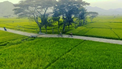Cycling in the middle of green rice fields Stock Footage 202057040