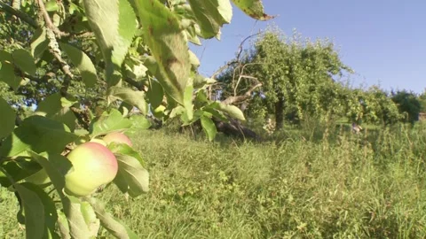 Cycling in nature in summertime Stock Footage 279229652