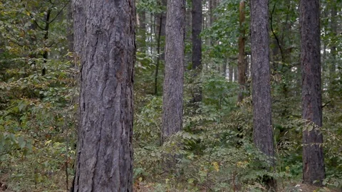 Cycling in a pine forrest Stock Footage 89164470
