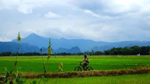 Cycling with rice fields in the background Stock Photos