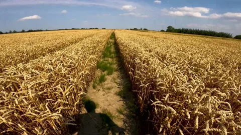 Cycling in the summer through a wheat field, first-person view Stock Footage 181133161