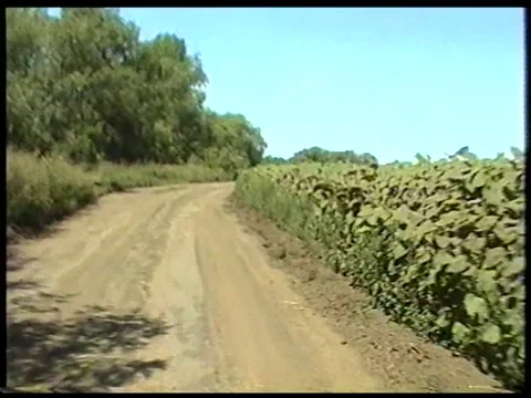 Cycling Sunflowers Stock Footage 342690668