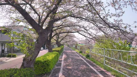 Cycling Through Falling Cherry Blossom Petals in Spring, Sakura, Nagoya Japan Stock Footage 348050908