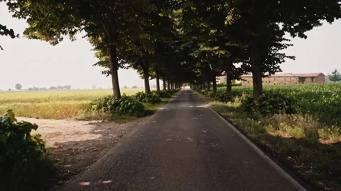 Cycling Through Tree-Lined Avenue in Summer Light – 4K Stock Footage 311073244