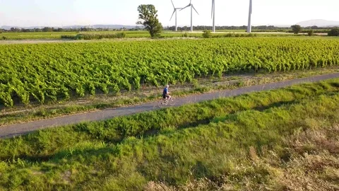 Cycling through the Vineyards Stock Footage 124668527