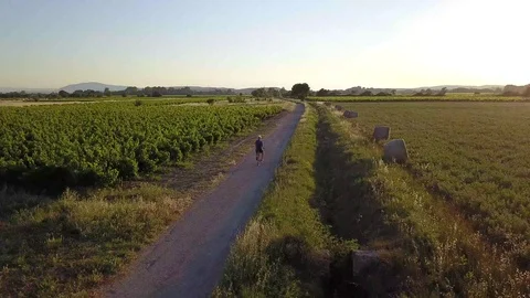 Cycling through the Vineyards Stock Footage 124668529