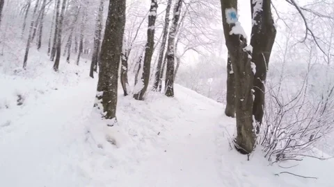 Cycling in the winter forest. Action camera shot. Video stock 71793369