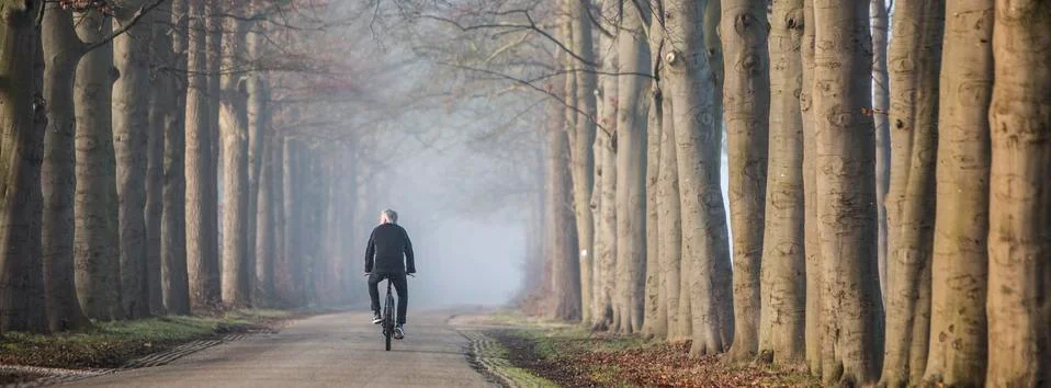 Cyclist and beech tree trunks in misty dutch landscape of utrechtse heuvelrug Stock Photos