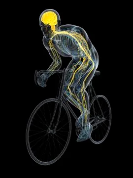 Cyclist, artwork Stock Illustration