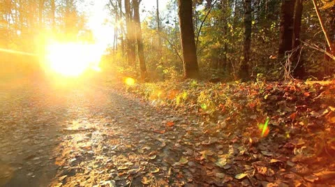 Cyclist in autumn forest Stock Footage 8853103