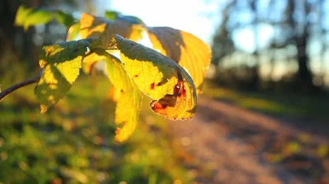 Cyclist in autumn forest Stock Footage 8853124