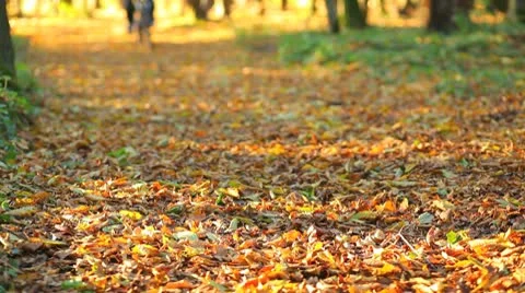 Cyclist in autumn forest Stock Footage 8946872