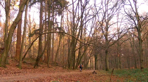 Cyclist in the autumn park. Stock Footage 33445255
