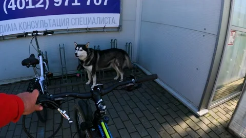 The cyclist cannot park - the dog blocked the parking lot and barks Stock Footage 195301670