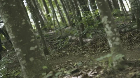 Cyclist driving trought forest Stock Footage 100644287