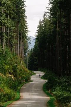 Cyclist on empty road in green forest Stock Photos