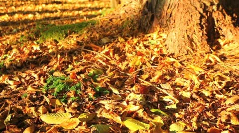 Cyclist Stock Footage 8946848