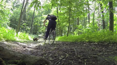 Cyclist in forest Stock Footage 40376425
