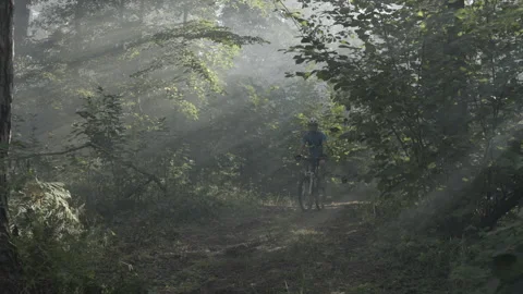 Cyclist in the forest. A man on a bicycle through a leafy forest in the morning Stock Footage 229406829