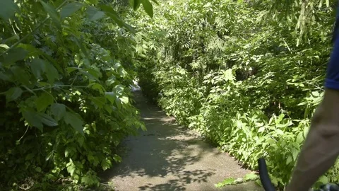 Cyclist on a forest road Stock Footage 84166222