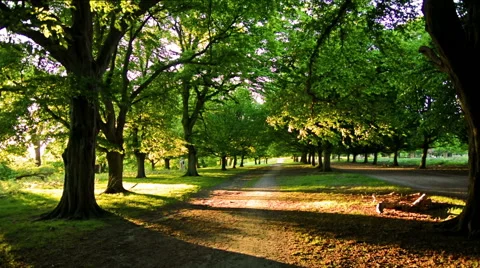 Cyclist on a forest at sunset Stock-Footage 50392386