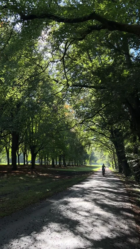 Cyclist glides along sunlit park path under leaf arches in Amsterdam Stock Footage 347102669