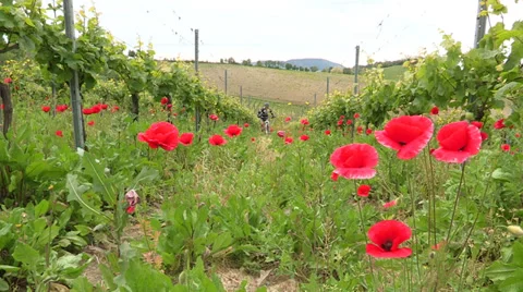 Cyclist going on dirt patch Stock Footage 36696705