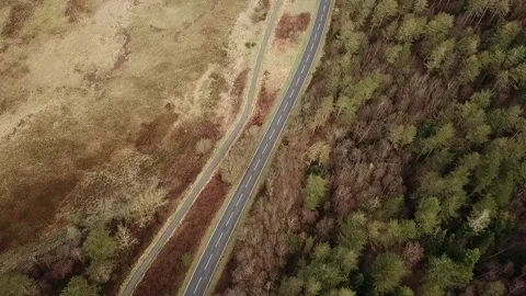 Cyclist next to coniferous forrest drone shot Stock Footage 199246090