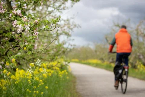 Cyclist passes flowering apple trees on dike in holland under grey and clou.. Stock Photos