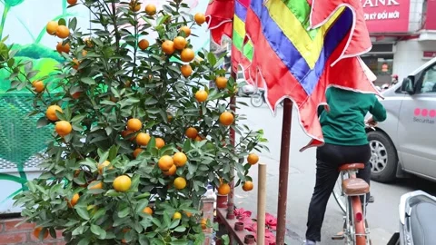 Cyclist Passing Orange Tree and Flags Stockbeeldmateriaal 301153804