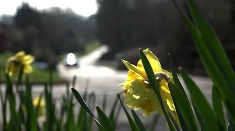 A Cyclist passing some Daffodils in Springtime Stock Footage 48886505