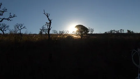 Cyclist passing tree with backlit sun 4K Stock Footage 94703473