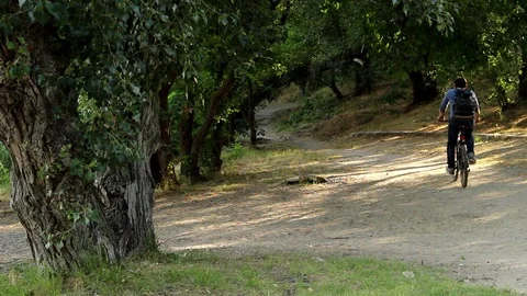 Cyclist on the path to the grove Video stock 95117539