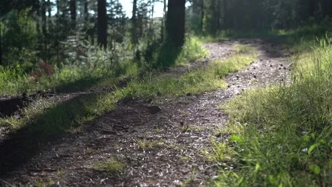 A cyclist retires along a forest path Stock Footage 133315370