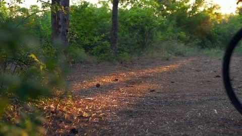 Cyclist ride bicycle in the forest sunrise helmet rapid slow motion Stock Footage
